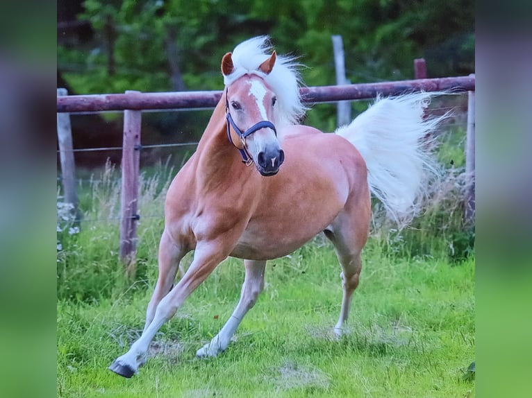 Haflinger Merrie 16 Jaar 151 cm Vos in Meinersen/ Päse