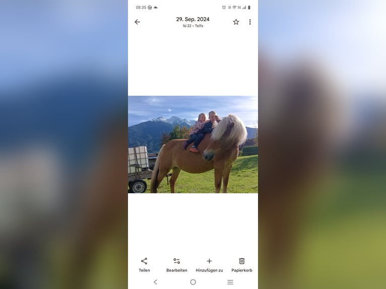 Haflinger Merrie 16 Jaar 152 cm in Telfs