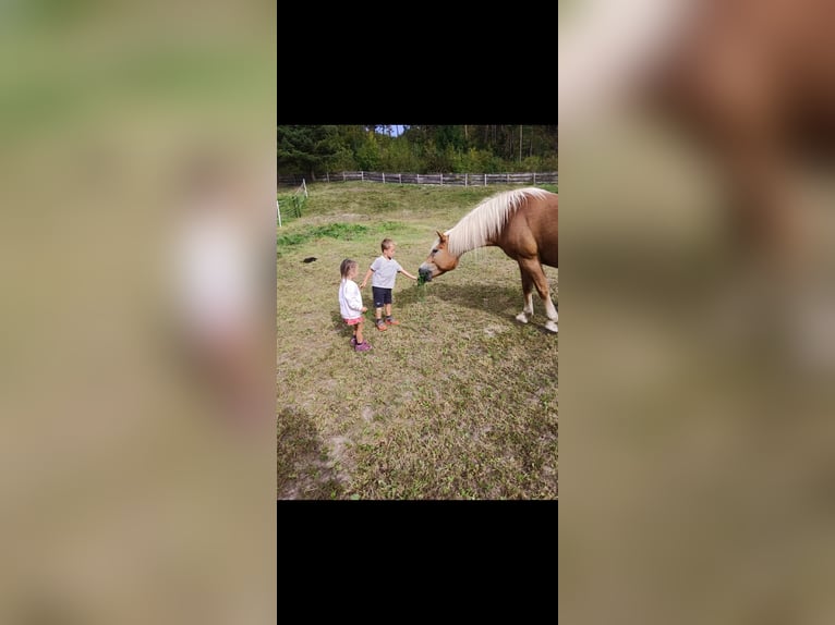 Haflinger Merrie 16 Jaar 152 cm in Telfs