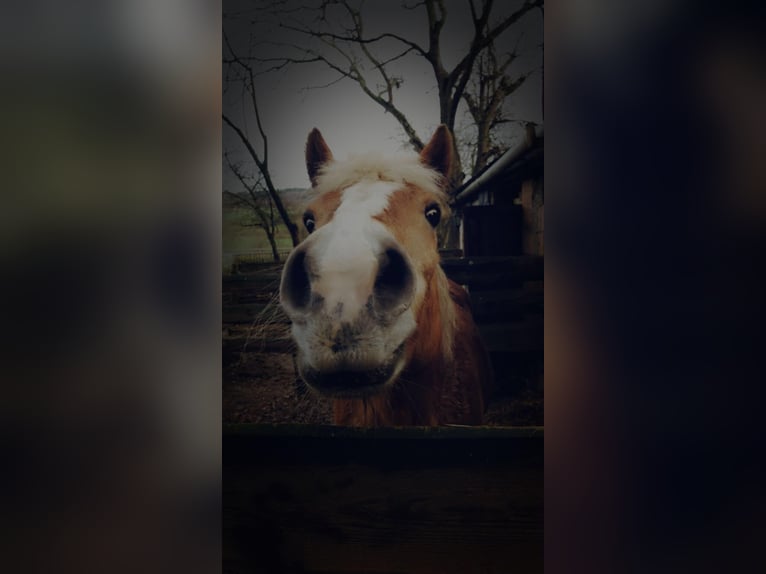 Haflinger Merrie 17 Jaar 145 cm Vos in Wesertal