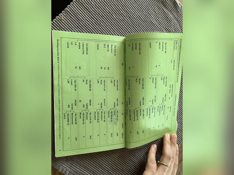 Haflinger Merrie 17 Jaar 148 cm Vos in Strassburg