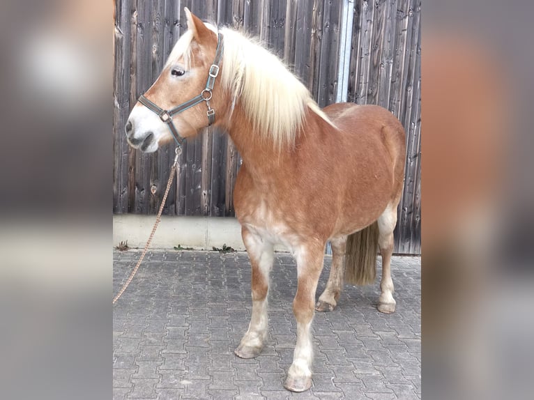 Haflinger Merrie 17 Jaar 148 cm Vos in Triftern