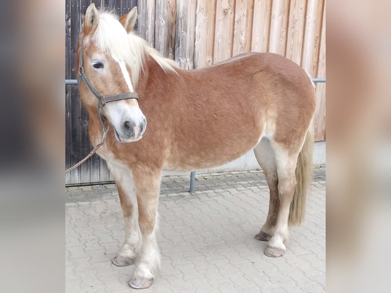 Haflinger Merrie 17 Jaar 148 cm Vos in Triftern