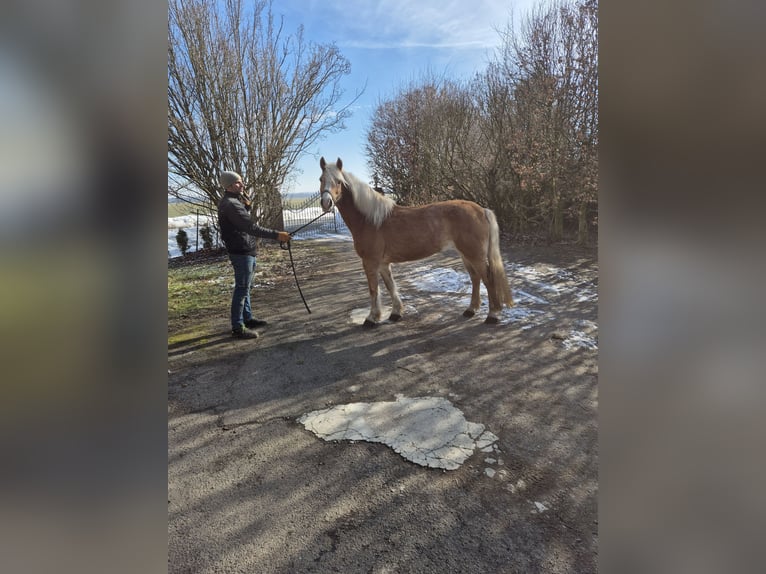 Haflinger Merrie 17 Jaar 150 cm Vos in Vienenburg