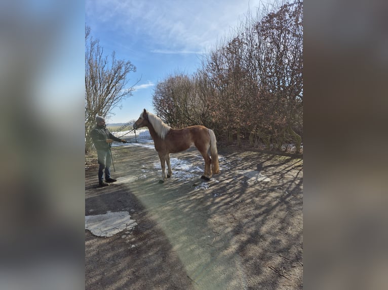 Haflinger Merrie 17 Jaar 150 cm Vos in Vienenburg