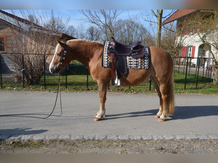 Haflinger Merrie 18 Jaar 141 cm Vos in Leutkirch im Allgäu
