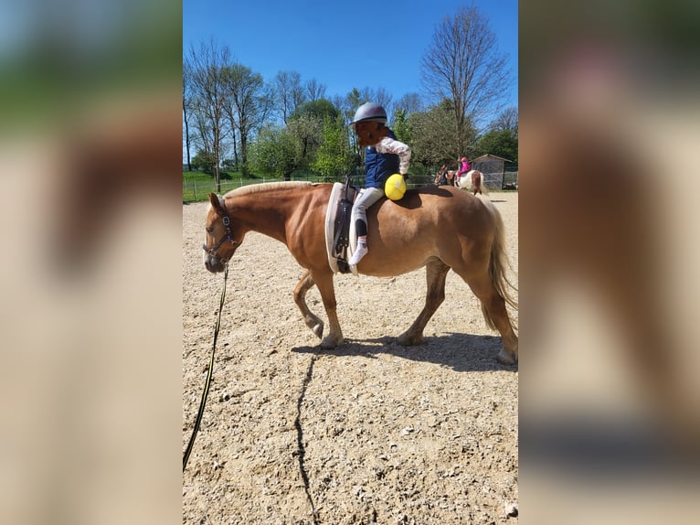 Haflinger Merrie 18 Jaar 141 cm Vos in Leutkirch im Allgäu