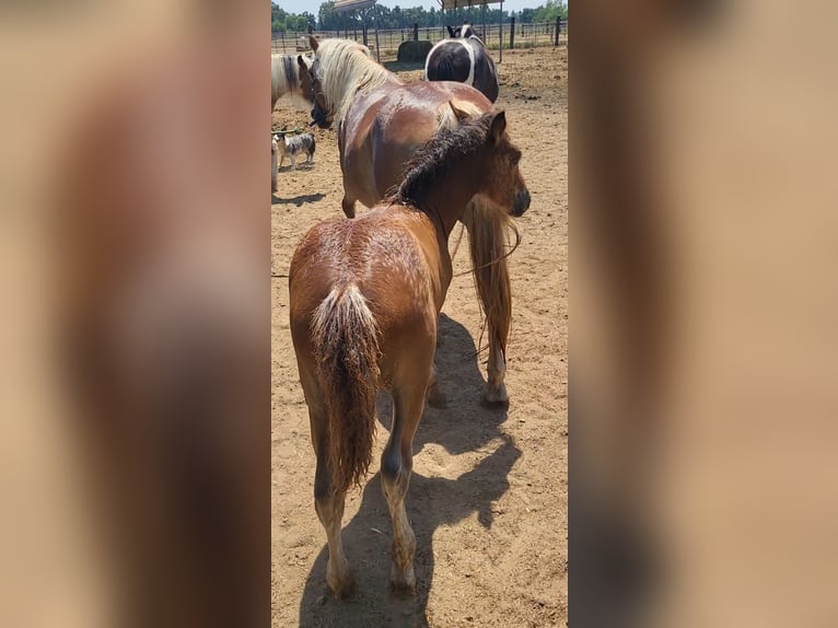 Haflinger Merrie 18 Jaar 142 cm Donkere-vos in Anderson