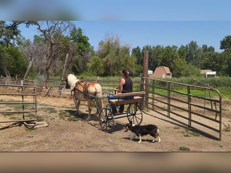 Haflinger Merrie 18 Jaar 142 cm Donkere-vos in Anderson