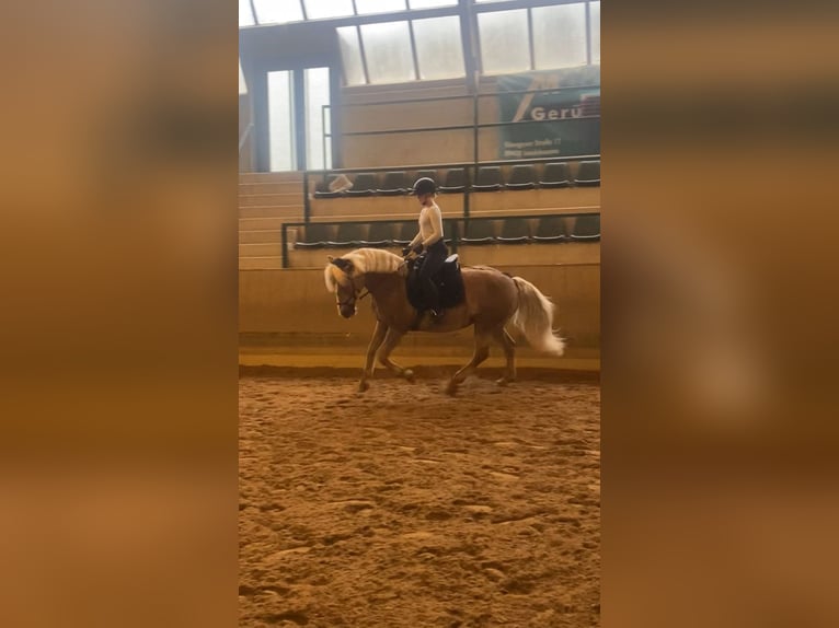 Haflinger Merrie 18 Jaar 145 cm Lichtbruin in Giengen an der Brenz