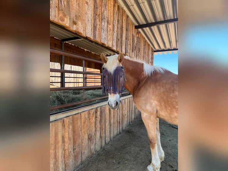 Haflinger Mix Merrie 18 Jaar 148 cm in Oettingen in Bayern