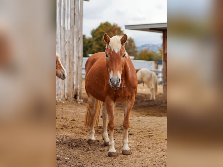 Haflinger Mix Merrie 18 Jaar 148 cm in Oettingen in Bayern