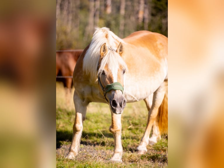 Haflinger Merrie 18 Jaar 148 cm Vos in Much