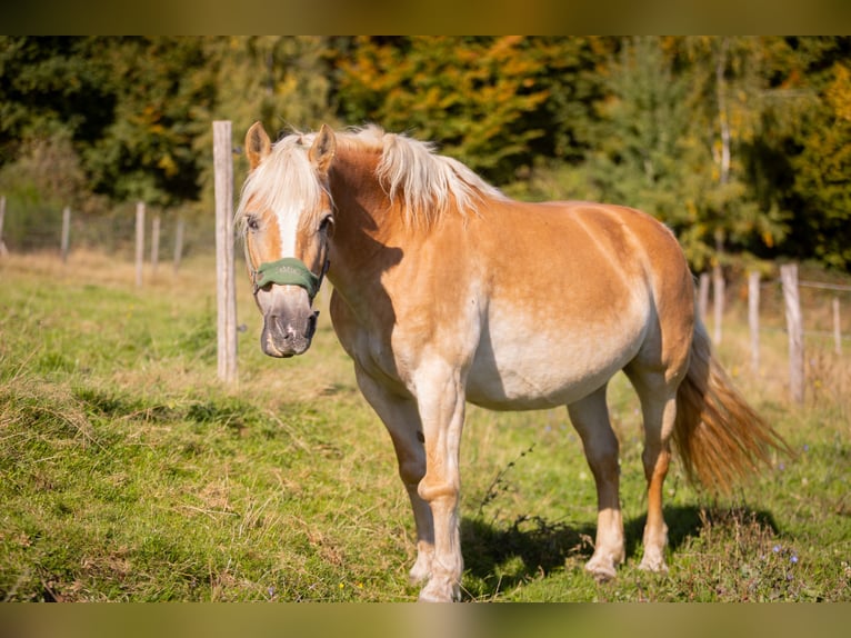 Haflinger Merrie 18 Jaar 148 cm Vos in Much