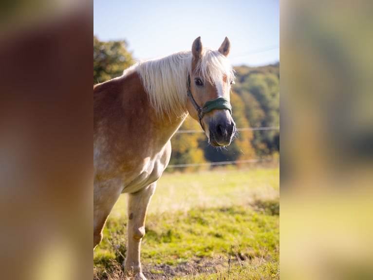 Haflinger Merrie 18 Jaar 148 cm Vos in Much