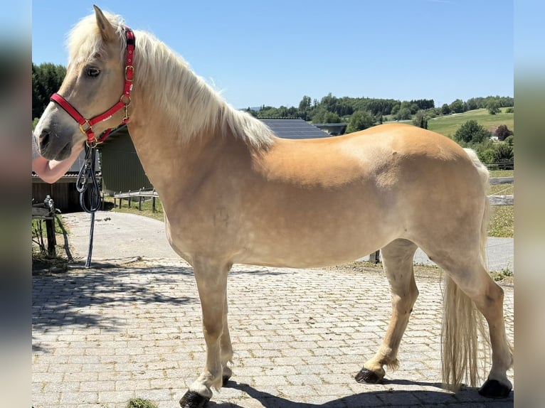 Haflinger Merrie 18 Jaar 150 cm Lichtbruin in Perlesreut