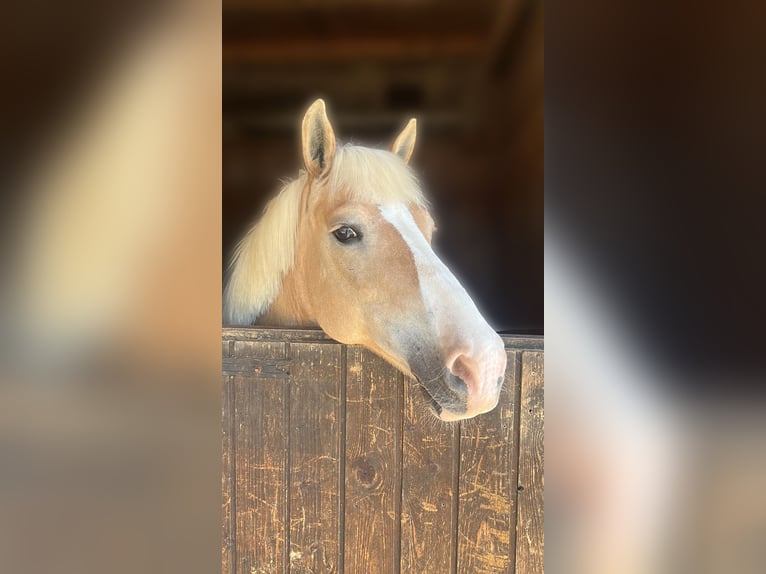 Haflinger Merrie 18 Jaar 153 cm Donkere-vos in Ljubljana
