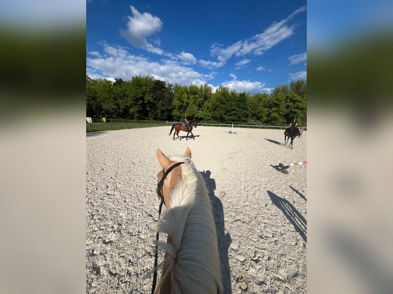 Haflinger Merrie 18 Jaar 153 cm Donkere-vos in Ljubljana