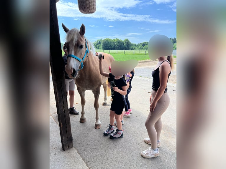 Haflinger Merrie 18 Jaar 153 cm Donkere-vos in Ljubljana