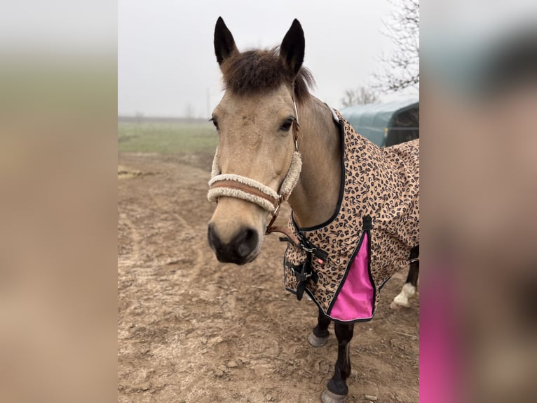 Haflinger Mix Merrie 19 Jaar 140 cm Falbe in Rodgau