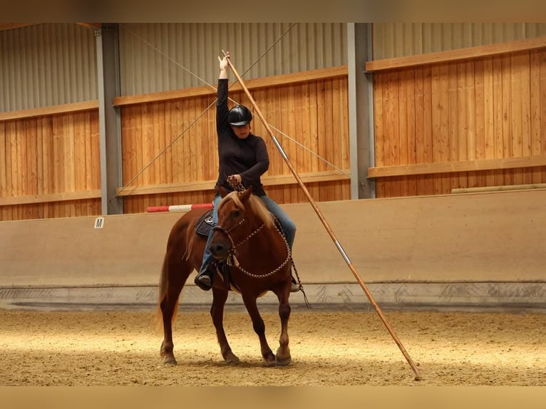 Haflinger Mix Merrie 19 Jaar 143 cm Vos in Nidderau