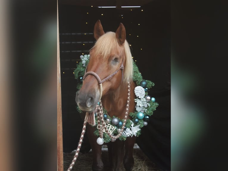 Haflinger Mix Merrie 19 Jaar 143 cm Vos in Nidderau