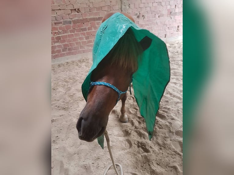 Haflinger Mix Merrie 19 Jaar 143 cm Vos in Nidderau