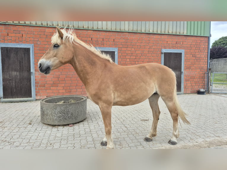 Haflinger Merrie 19 Jaar 144 cm Vos in Süsel