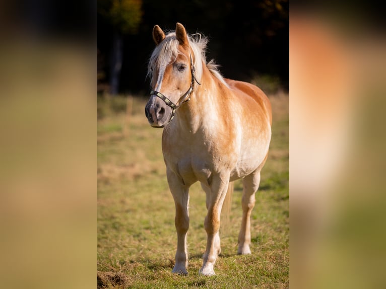 Haflinger Merrie 19 Jaar 147 cm Vos in Much