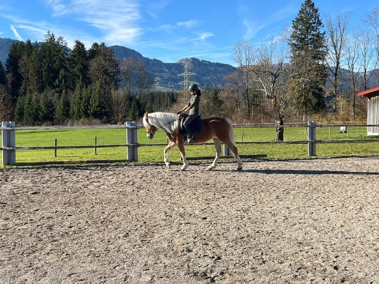 Haflinger Merrie 19 Jaar 148 cm Vos in Fischen