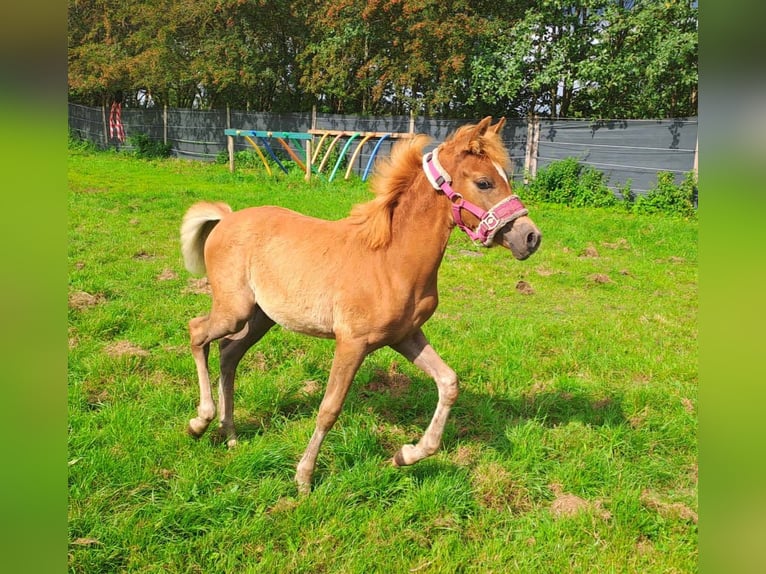 Haflinger Mix Merrie 1 Jaar 130 cm Vos in Bredstedt