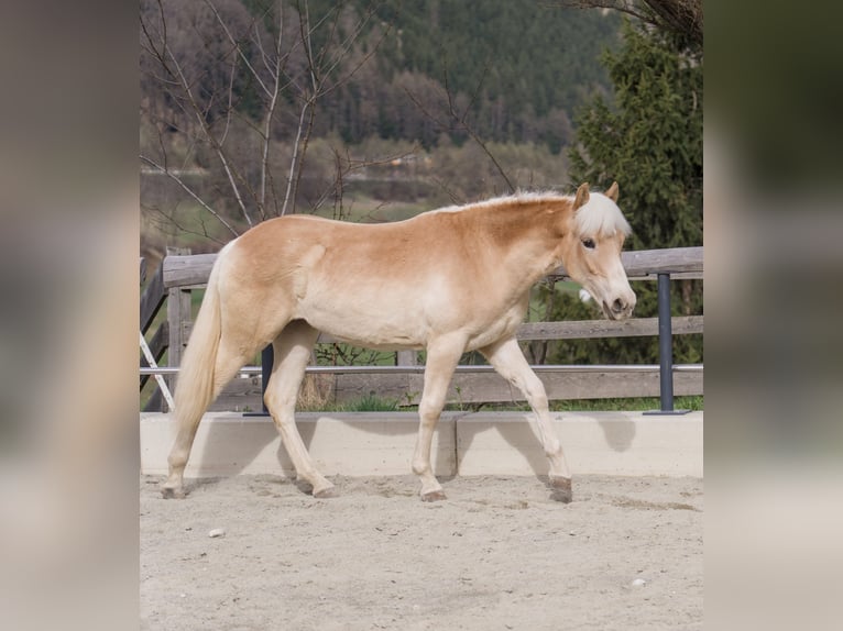 Haflinger Merrie 1 Jaar 140 cm  in Steinach