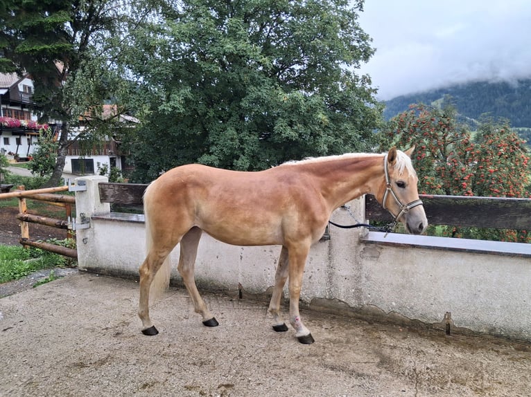 Haflinger Merrie 1 Jaar 141 cm  in Steinach am Brenner