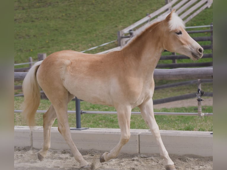 Haflinger Merrie 1 Jaar 141 cm  in Steinach am Brenner