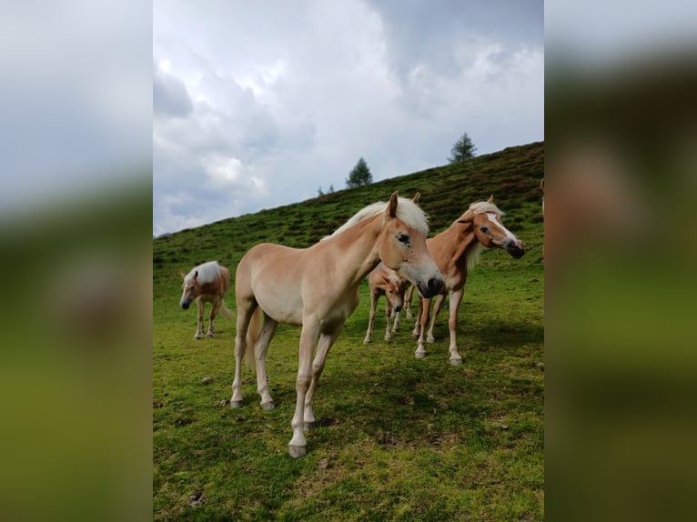 Haflinger Merrie 1 Jaar 141 cm  in Steinach am Brenner