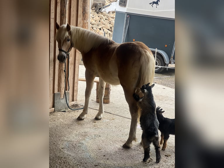 Haflinger Merrie 1 Jaar 142 cm Vos in Bolzano