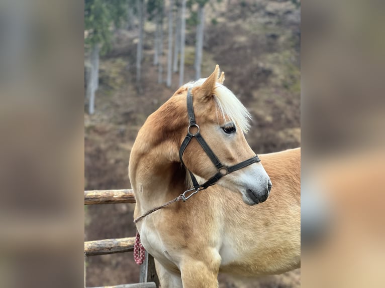 Haflinger Merrie 1 Jaar 142 cm Vos in Bolzano
