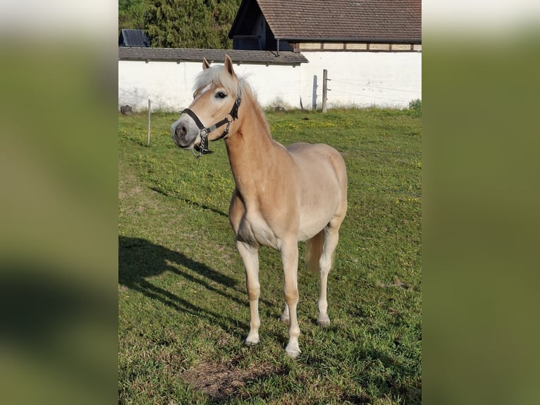 Haflinger Merrie 1 Jaar 145 cm Vos in Aeschlen b. Oberdiessbach