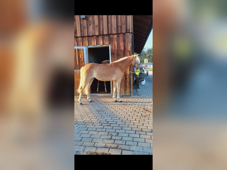 Haflinger Merrie 1 Jaar 148 cm in Erharting