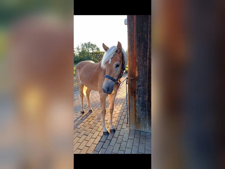 Haflinger Merrie 1 Jaar 148 cm in Erharting