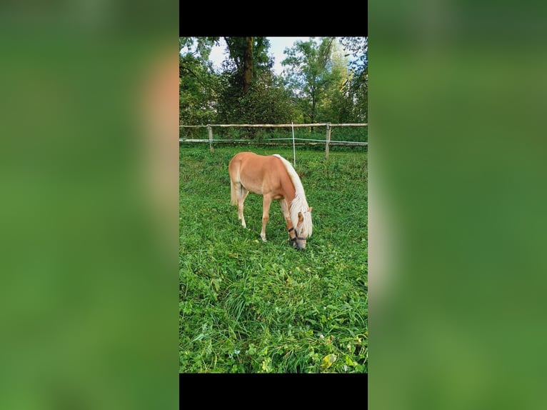 Haflinger Merrie 1 Jaar 148 cm in Erharting