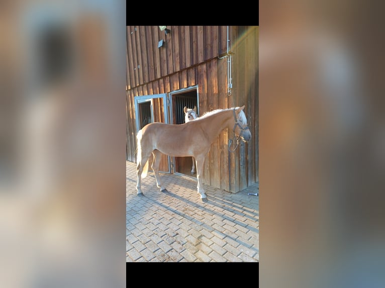 Haflinger Merrie 1 Jaar 148 cm in Erharting