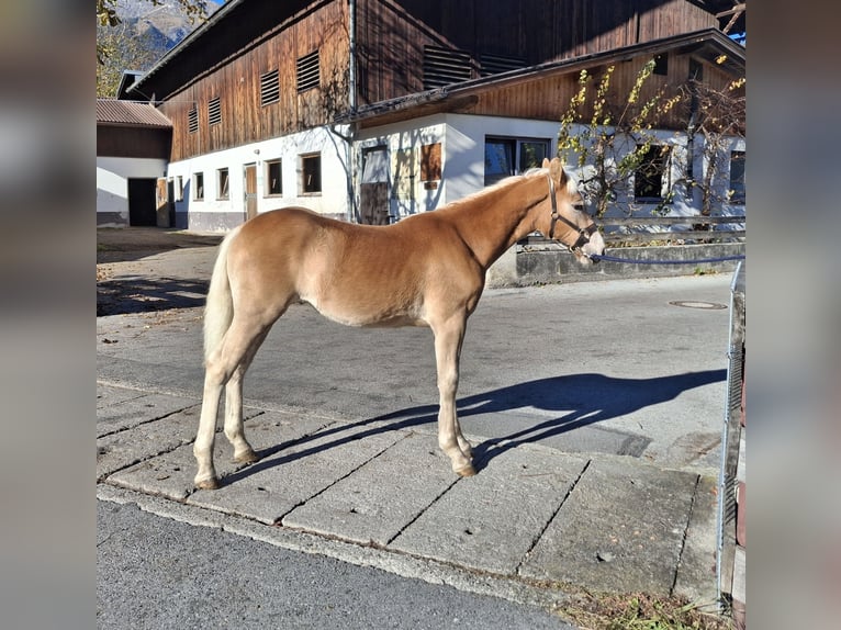 Haflinger Merrie 1 Jaar 148 cm  in Landeck