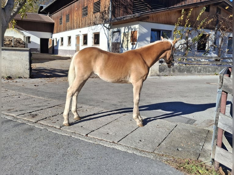 Haflinger Merrie 1 Jaar 148 cm  in Landeck