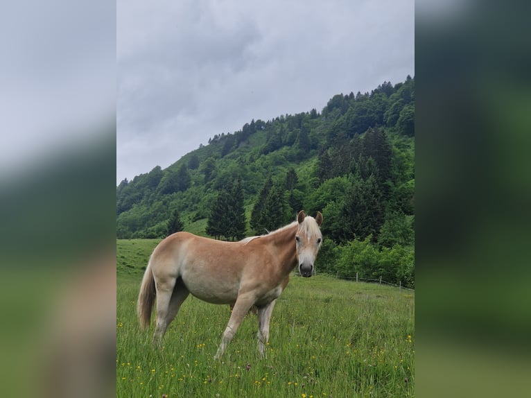 Haflinger Merrie 1 Jaar 148 cm Vos in Marktschellenberg