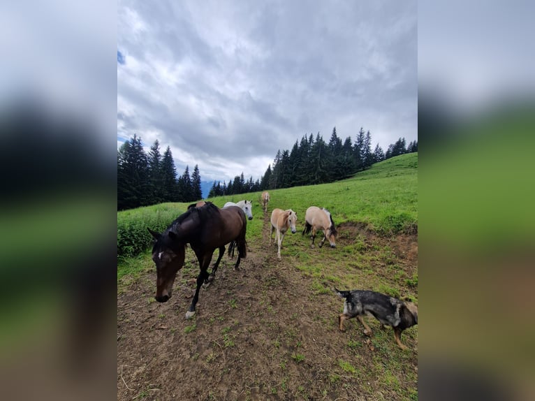 Haflinger Merrie 1 Jaar 148 cm Vos in Marktschellenberg