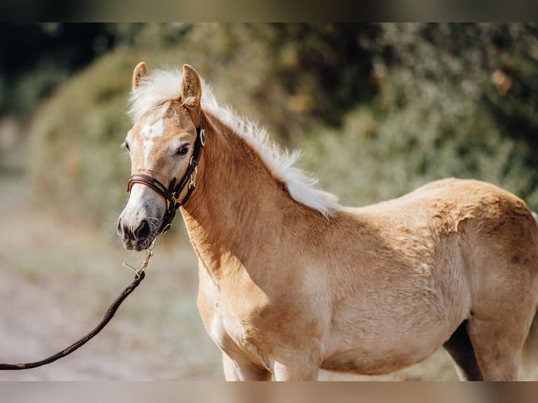Haflinger Merrie 1 Jaar 149 cm in Trebbin