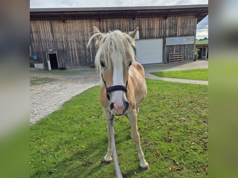 Haflinger Merrie 1 Jaar 150 cm in Mitterskirchen