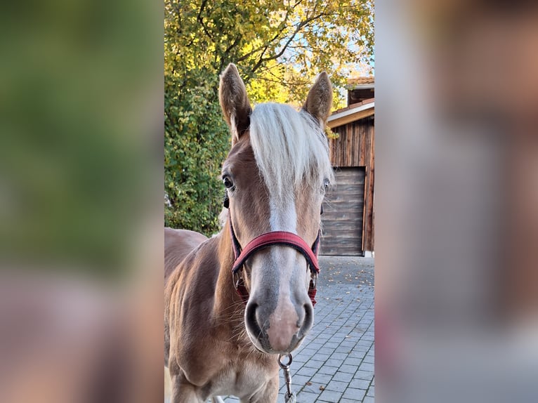 Haflinger Merrie 1 Jaar 150 cm Vos in Oy-Mittelberg