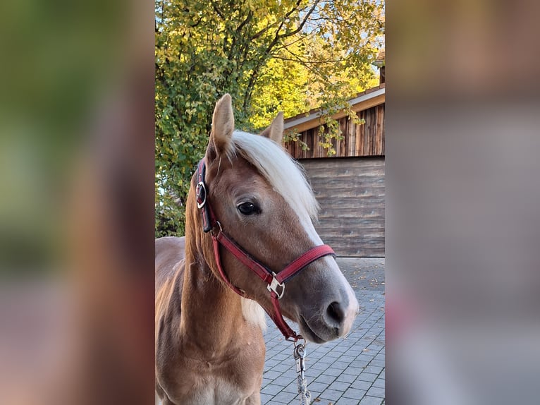 Haflinger Merrie 1 Jaar 150 cm Vos in Oy-Mittelberg